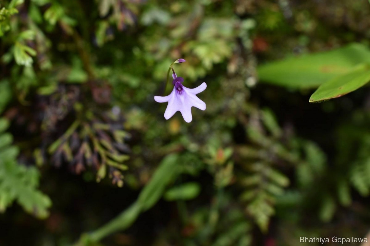 Utricularia moniliformis P.Taylor